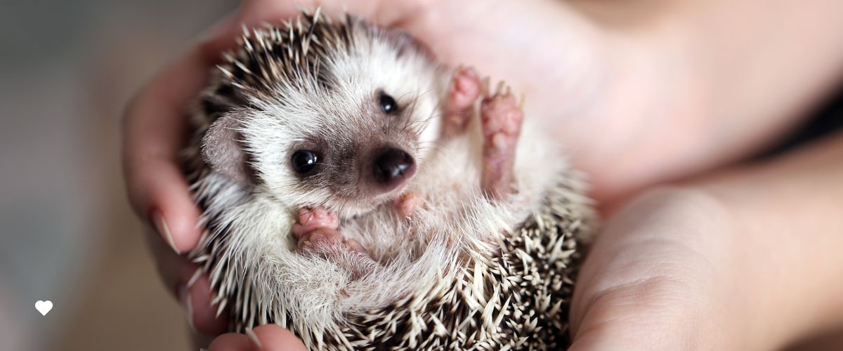 Igel